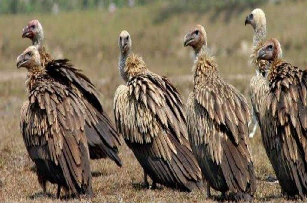Vulture