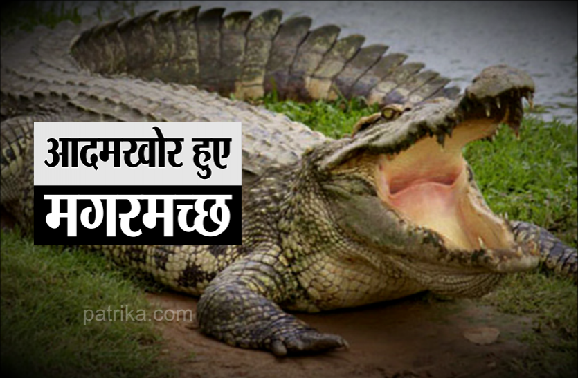 01.png आदमखोर हो गए यहां के मगरमच्छ, डैम बन गए डेंजर जोन, पर्यटकों को खतरा