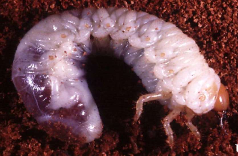 white grub--‘सफेद लट ’ व ‘टिड्डी’ के साए में मूंगफली की बुवाई खतरे में white grub--‘सफेद लट ’ व ‘टिड्डी’ के साए में मूंगफली की बुवाई खतरे में