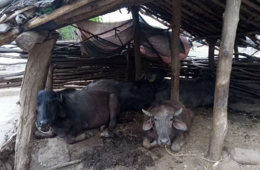 Lack of fodder lagging in milk production चारे के अभाव में पिछड़ रहे दुग्ध उत्पादन में