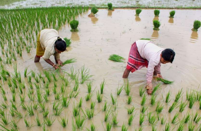 Kharif Crop : खरीफ बुवाई में 104 फीसदी का इजाफा Kharif Crop : खरीफ बुवाई में 104 फीसदी का इजाफा
