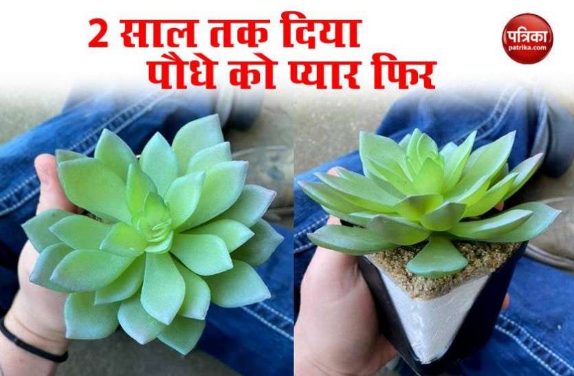 Woman waters fake plant she thought was real for 2 years रोजाना पानी देकर पौधे की देखभाल करती रही महिला, दो साल बाद पता चला वह नकली है