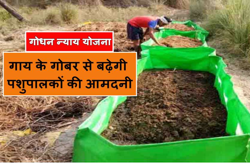cg_godhan_nyay_yojana.jpg गोधन न्याय योजना: अब गाय के गोबर से बढ़ेगी पशुपालकों की आमदनी, इतना होगा मुनाफा