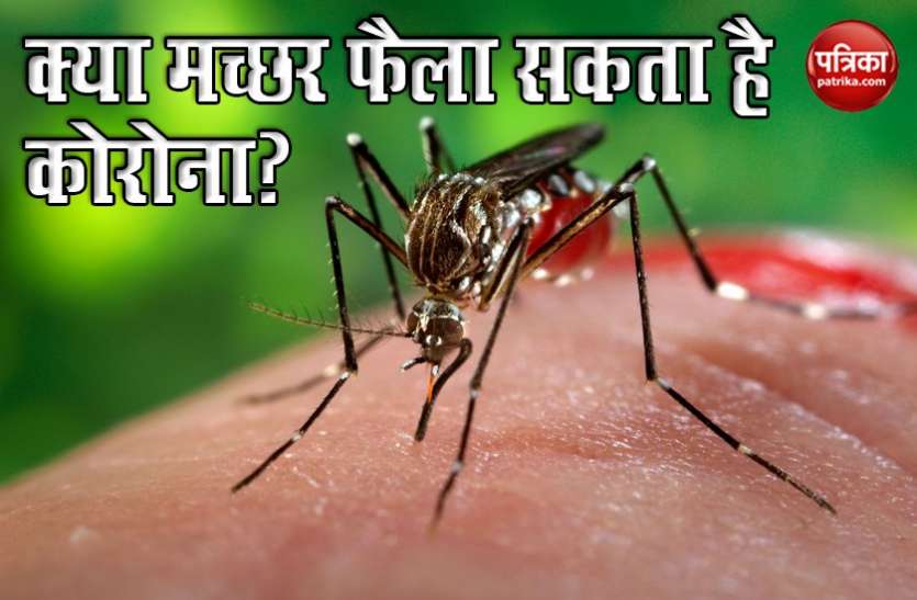 coronavirus Coronavirus: विशेषज्ञों का दावा, मच्छरों से नहीं फैलता कोरोना का संक्रमण