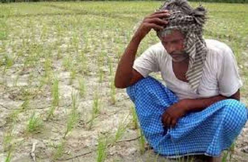 farmer सूखती फसल की वजह से मुरझा रहे किसानों के चेहरे