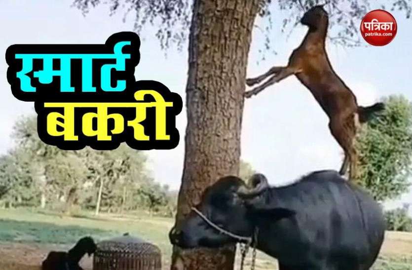 goat climbs up using buffalo to eat leaves from trees, Video: पत्ते खाने के लिए भैंस के उपर चढ़ गई बकरी, जुगाड़ देख लोग चरण 'छूने' को तैयार !
