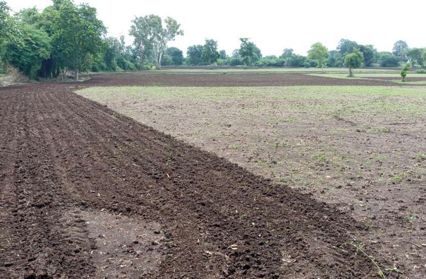 Cultivation of moong ग्रीष्मकालीन के बाद अब बरसाती मूंग की ओर भी बढ़ा किसानों का रुझान