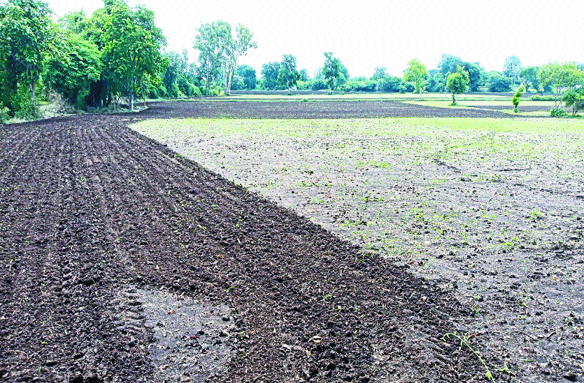 अब बरसाती मूंग की ओर भी बढ़ा क्षेत्र के किसानों का रुझान अब बरसाती मूंग की ओर भी बढ़ा क्षेत्र के किसानों का रुझान