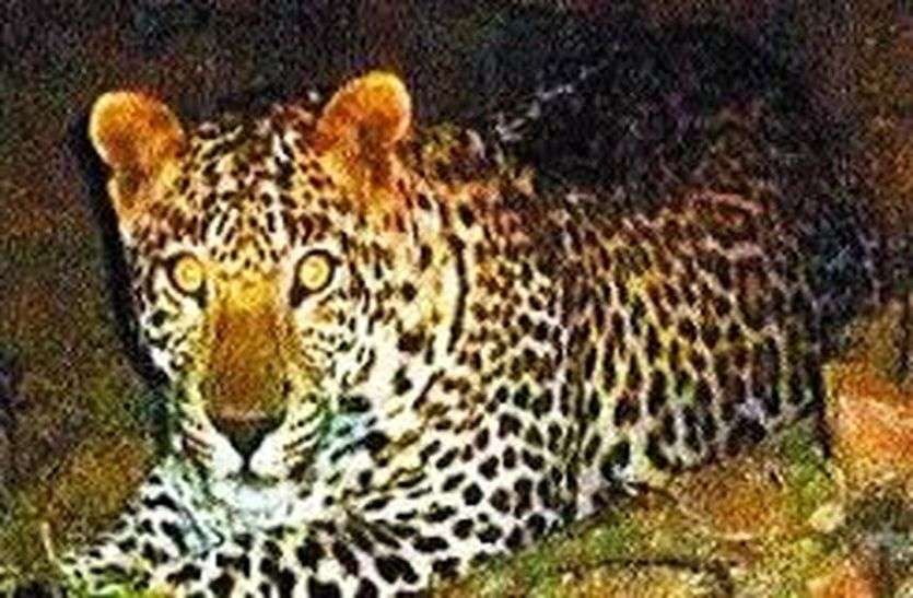Panther Attack- बघेरे का आतंक : फिर किया हमला Panther Attack- बघेरे का आतंक : फिर किया हमला