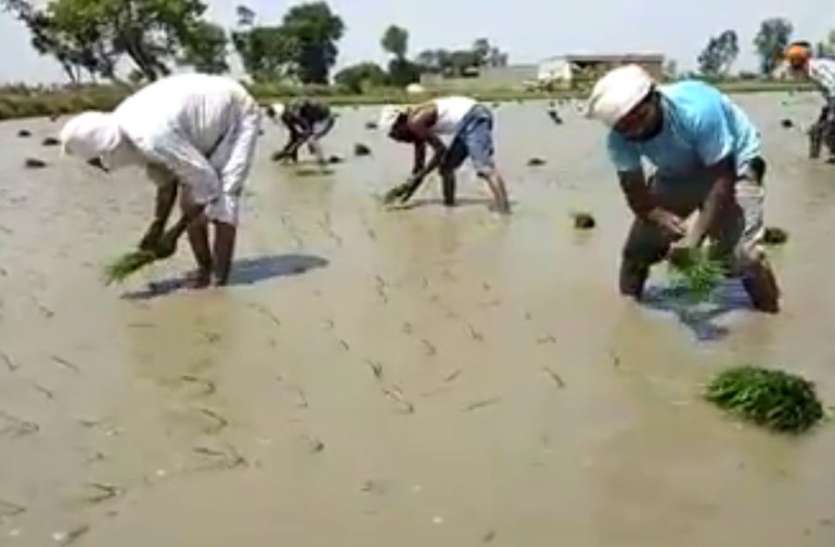 Ppadd sowing धान की बिजाईः मजदूरों ने यूनियन बनाई तो किसानों पर आफत आई, पढ़िए ये रिपोर्ट