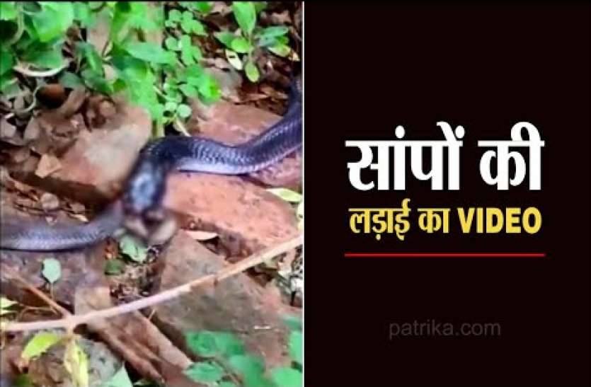 snake.jpg छोटे सांप को निगल गया बड़ा सांप, 2 घंटे तक चली लड़ाई,वीडियो वायरल