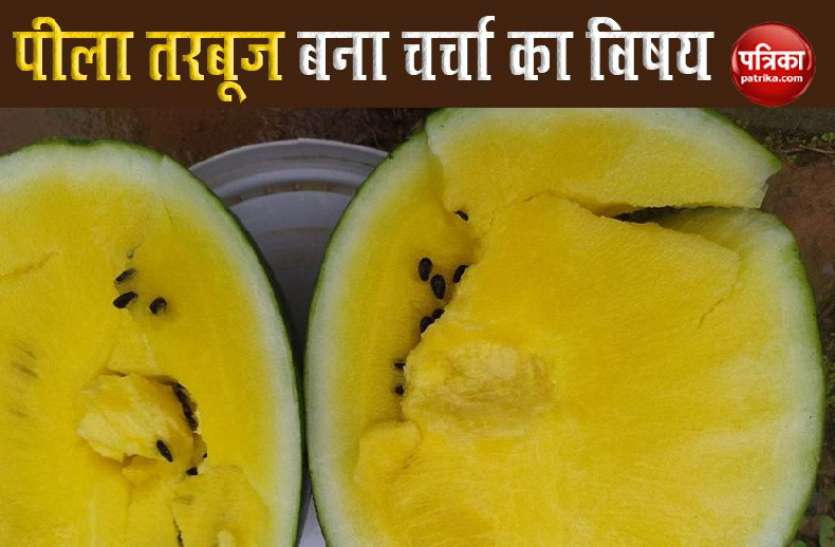 tarbooz1.jpg लाल नहीं अब खाइए पीला तरबूज, किसान का कमाल देख हर कोई हैरान