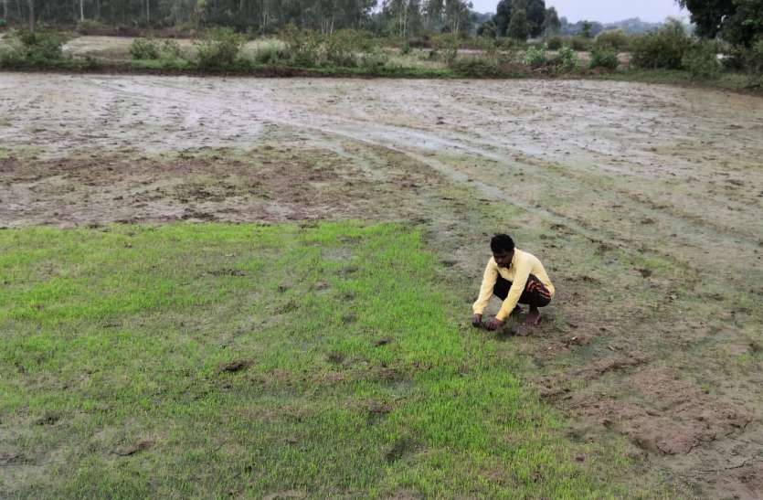 Sahara now becomes a village in Corona's hit, preparing to sow paddy o कोरोना की मार में अब गांव ही बना सहारा, जमीन के छोटे से टुकड़े पर धान बोनी की तैयारी