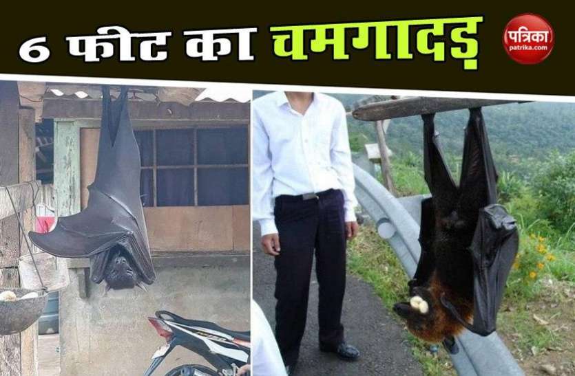Picture of 'human-sized bat' from the Philippines goes viral Philippines में दिखे इंसान के आकार के चमगादड़, लोगों में मचा हड़कंप