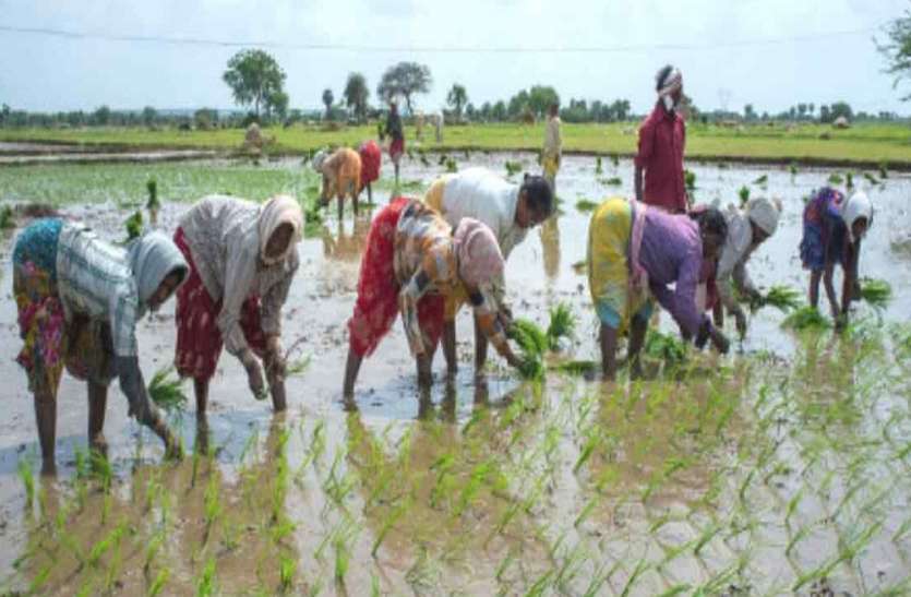 Azamgarh Farmer Kharif Crop Rain Compost Seed Fertilizer Diesel क स न क म श क ल नह ह रह कम र प ई क समय सम त य स ग यब ह ख द न ज द क नद र कर रह श षण