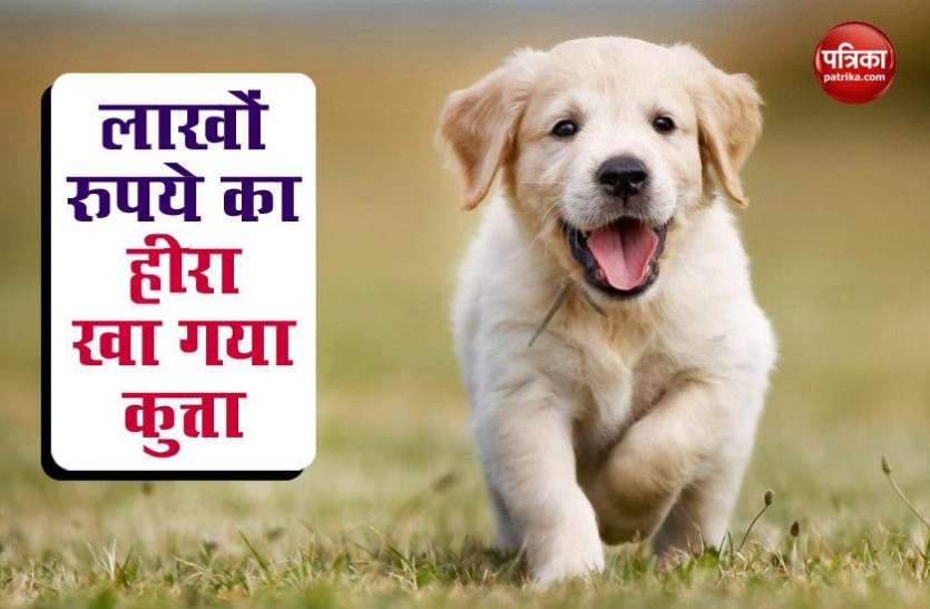 pune diamond trader dog gulps worth rs 1.5 lakh लाखों का हीरा खा गया कुत्ता, ऑपरेशन हुआ डॉक्टर भी रह गए दंग