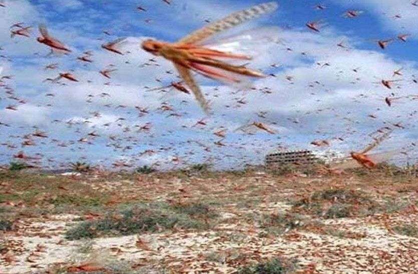 शहर पर मंडराता रहा टिड्डियों का दल शहर पर मंडराता रहा टिड्डियों का दल