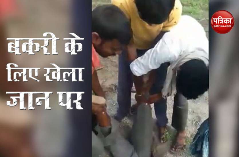 bkri.jpg बकरी की जान बचाने के लिए शख्स ने दांव पर लगाई अपनी जिंदगी, देखें VIdeo