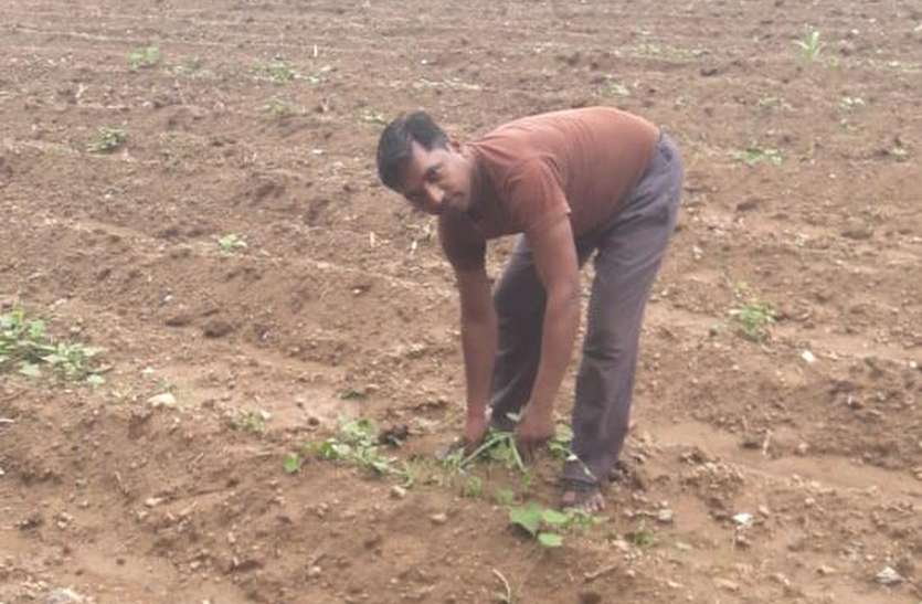 Tagari shovels in the hands of pen soldiers, guest teachers working in wage fields in MNREGA कलम के सिपाहियों के हाथों में तगारी फावड़े, मनरेगा में मजदूरी खेतों में काम कर रहे अतिथि शिक्षक