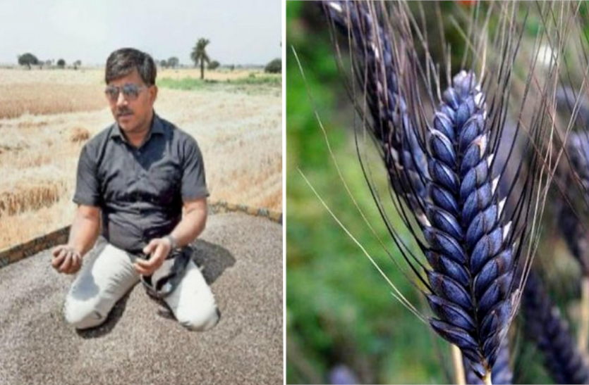 news इस किसान के लिए सोना बन गया काला गेहूं, सिर्फ भारत से ही नहीं विदेशों से भी आती है भारी डिमांड
