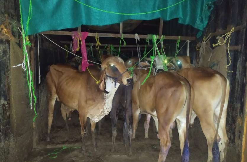 Police seize cow dynasty from container on Indore highway पुलिस ने हाईवे पर दस किमी पीछाकर रोका कंटेनर, खोलकर देखा तो रह गई दंग