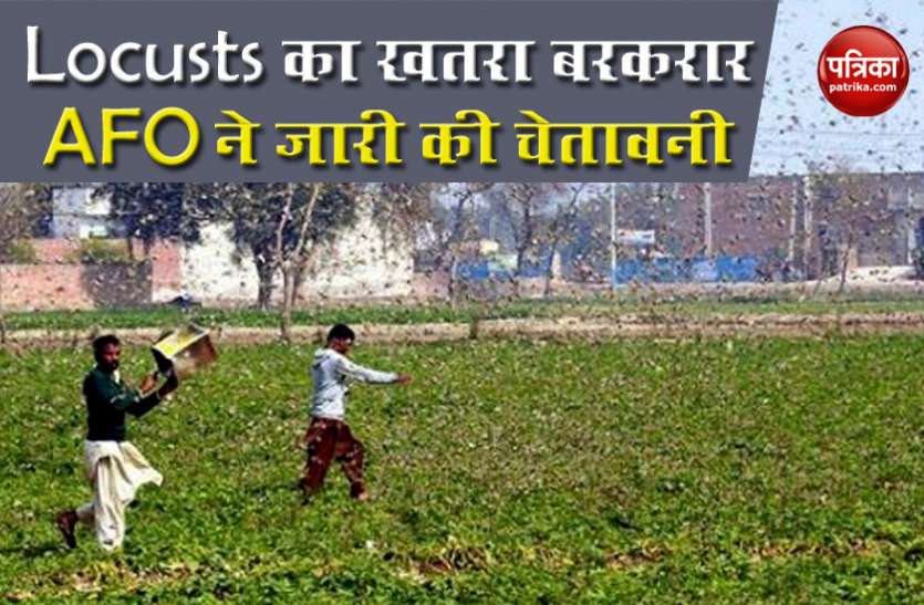 Locusts भारत में टिड्डियों का खतरा बढ़ा, इस जगह अंडे देने की सूचना के बाद AFO ने जारी की चेतावनी