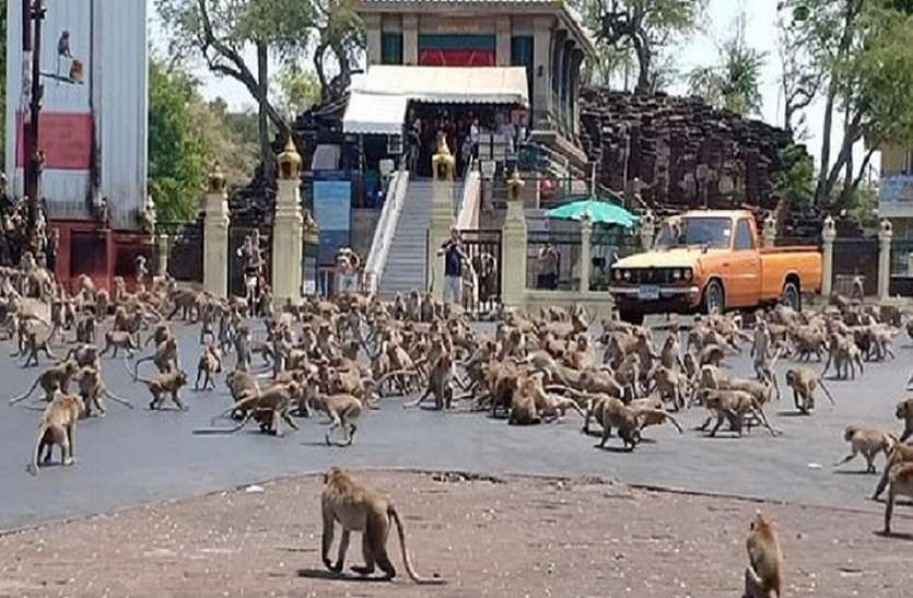 monke Thailand के शहर में बंदरों का आतंक, पर्यटकों की कमी के कारण इन्हें नहीं मिल रहा भोजन