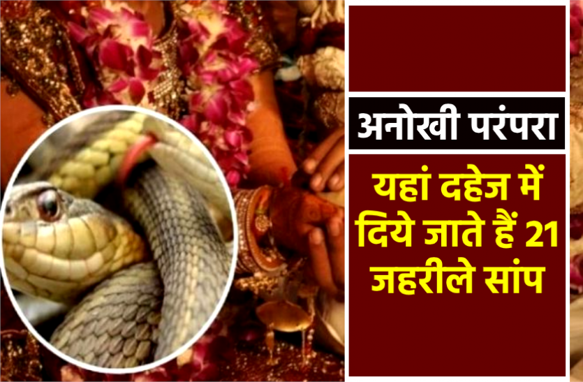news यहां दहेज में दिए जाते हैं 21 जहरीले सांप, नहीं देने पर माना जाता है अपशगुन