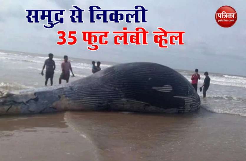 समुद्र तट पर मिली सबसे लंबी 35-फुट की व्हेल, सिर गिरा था पानी में, पूंछ में लगी थी कई चोटें, नजारा देख सब हैरान समुद्र तट पर मिली सबसे लंबी 35-फुट की व्हेल, सिर गिरा था पानी में, पूंछ में लगी थी कई चोटें, नजारा देख सब हैरान