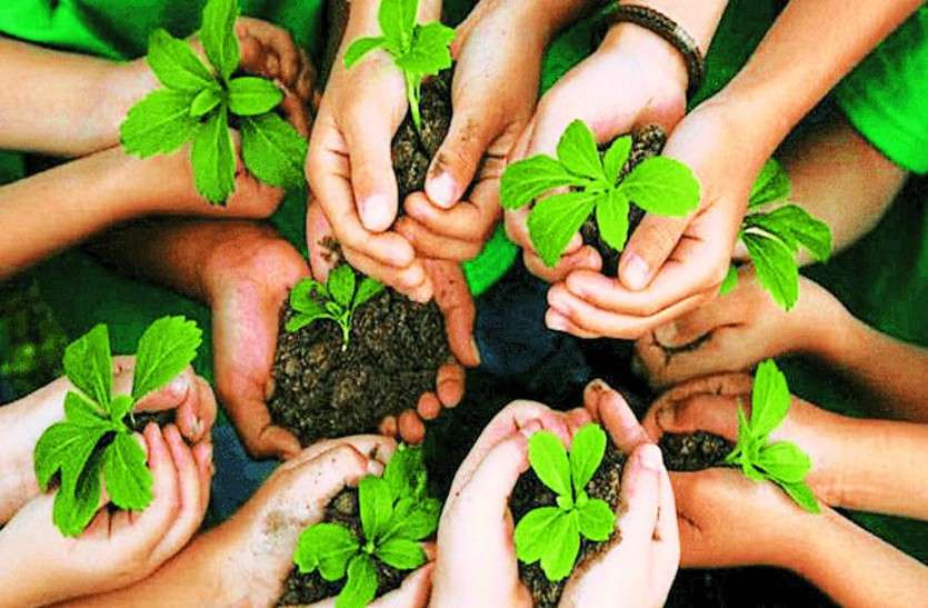 हर वर्ष लगते हैं एक लाख पौधे, दस साल में ग्यारह लाख में से 25 हजार ही हो पाए बड़े हर वर्ष लगते हैं एक लाख पौधे, दस साल में ग्यारह लाख में से 25 हजार ही हो पाए बड़े