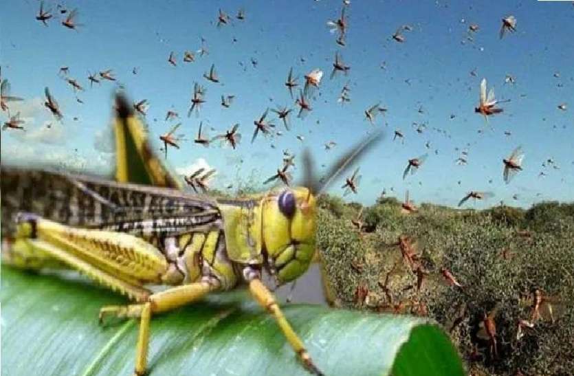 टिड्डी दल ने किसानों की फसलों पर किया हमला, प्रशासन की सतर्कता व मुस्तैदी से नहीं हुआ नुकसान टिड्डी दल ने किसानों की फसलों पर किया हमला, प्रशासन की सतर्कता व मुस्तैदी से नहीं हुआ नुकसान