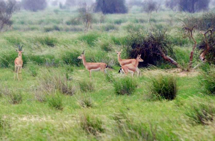 स्वच्छंद विचरण की आस, लाई मौत के पास ! स्वच्छंद विचरण की आस, लाई मौत के पास !