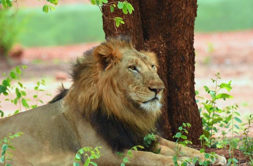 जंगल सफारी 99 दिन बाद पर्यटकों के लिए खुलेगा जंगल सफारी, गर्भवती महिला, बुजुर्ग और 10 वर्ष से कम उम्र के बच्चों को नहीं मिलेगी एंट्री