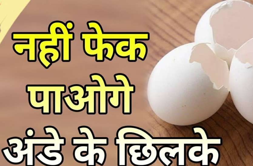 photo6329953291273873960.jpg इन 7 कामों के लिए यूज कर सकते हैं 'अंडे के छिलके', 5वें नंबर का हर किसी के लिए है उपयोगी