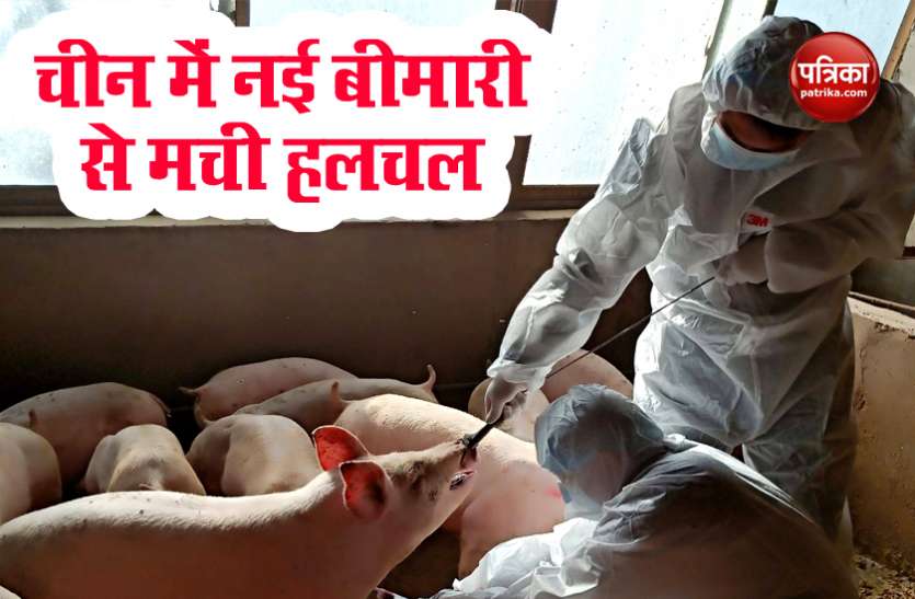 swine_flu1.jpg चीन में अब नए स्वाइन फ्लू ने दी दस्तक, कोरोनाकाल में और भी बिगड़ सकते हैं हालात