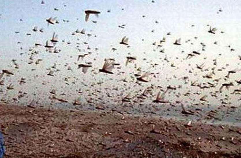 Tiddi Dal Attack : Locust Swarm Attack in gwalior