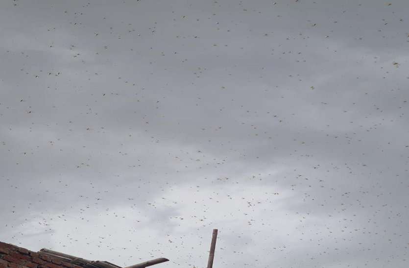 Tiddi Dal Attack : Locust Swarm Attack in gwalior भिण्ड के रास्ते आया टिड्डी दल, घबराए लोगों ने बजाईं थालियां
