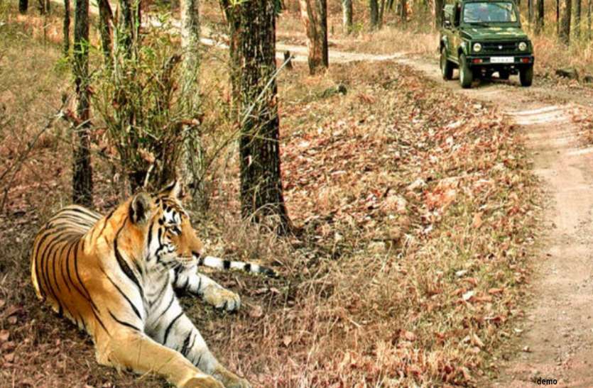 99 दिन बाद कल से खुलेगा जंगल सफारी, गर्भवती महिला, बुजुर्ग और 10 साल से कम उम्र के बच्चों को नहीं मिलेगी एंट्री 99 दिन बाद कल से खुलेगा जंगल सफारी, गर्भवती महिला, बुजुर्ग और 10 साल से कम उम्र के बच्चों को नहीं मिलेगी एंट्री