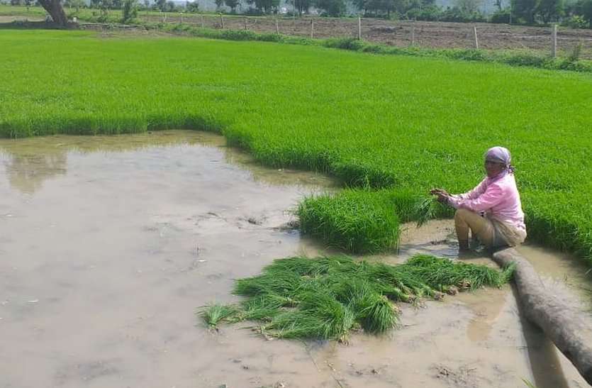 धान के रोपे किए तैयार, पर लगाने के लिए नहीं मिल पा रहे मजदूर धान के रोपे किए तैयार, पर लगाने के लिए नहीं मिल पा रहे मजदूर