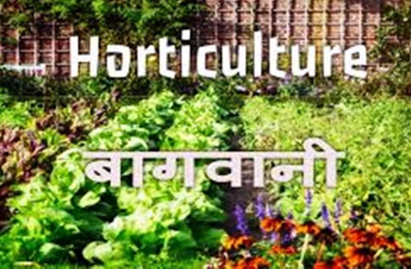 Horticulture सुहागनगरी में बढ़ेगा बागवानी का रक्वा, सब्सिडी पाने के लिए करना होगा यह काम