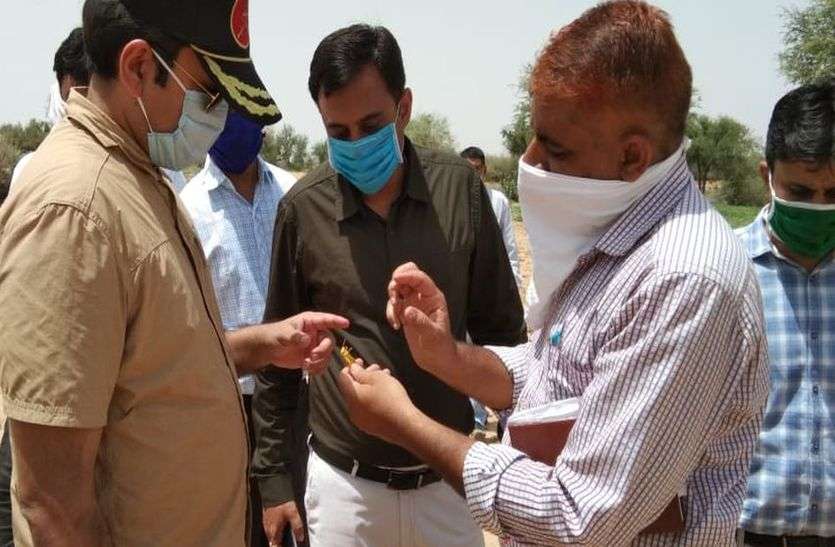रामसरा के टिड्डी प्रभावित खेतों में पहुंचे कलक्टर रामसरा के टिड्डी प्रभावित खेतों में पहुंचे कलक्टर