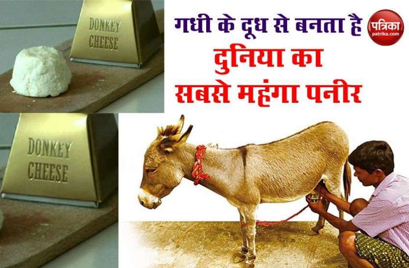 World's most expensive cheese made from donkeys' milk Donkey के दूध से बनता है दुनिया का सबसे महंगा Paneer पनीर, लाखों में है कीमत !