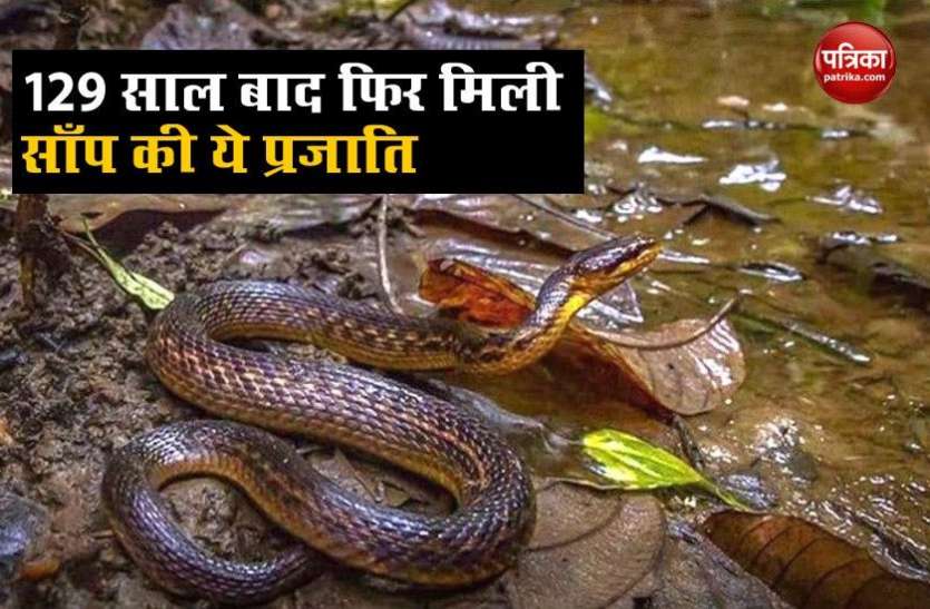 The Assam Keelback snake that was lost and found 129 years later OMG: 129 सालों बाद दिखा Assam Keelback, लुप्त हो गई थी इस सांप की प्रजाति