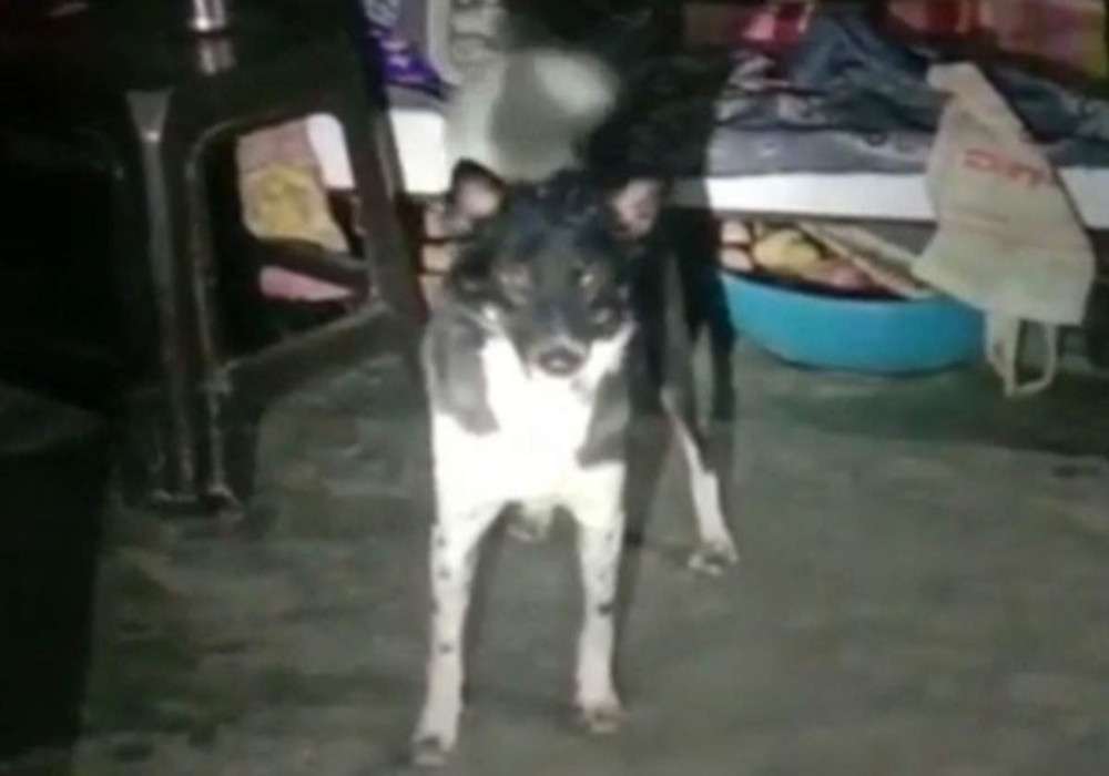 वफादारी का अनुपम उदाहरण : मालिक का शव देख चौथी मंजिल से कूद गई, दूसरे ने अपने मलिक के मर्डर की खबर रिश्तेदारों तक इस ढंग से पहुंचाई