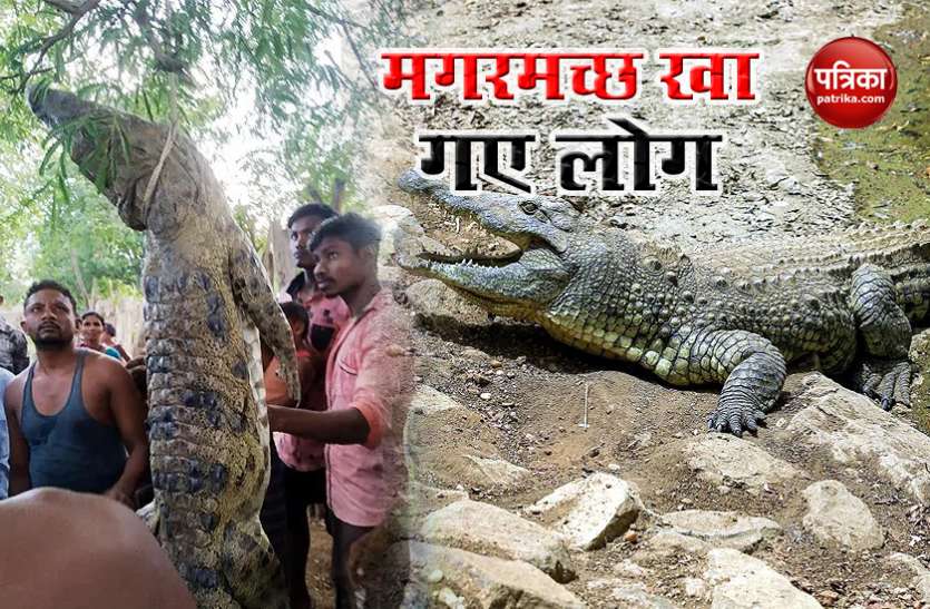 Odisha : 10 फीट के मगरमच्छ को चूल्हे में पकाकर खा गए लोग, पूरे गांव में बांटे गए टुकड़े Odisha : 10 फीट के मगरमच्छ को चूल्हे में पकाकर खा गए लोग, पूरे गांव में बांटे गए टुकड़े