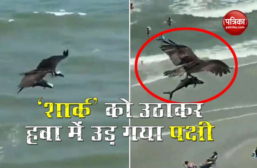 Bird soars high in sky with a big fish in its claws 'शार्क' को समुद्र से उठाकर हवा में उड़ा ले गया खतरनाक पक्षी, Video देख सन्न रह गए लोग !