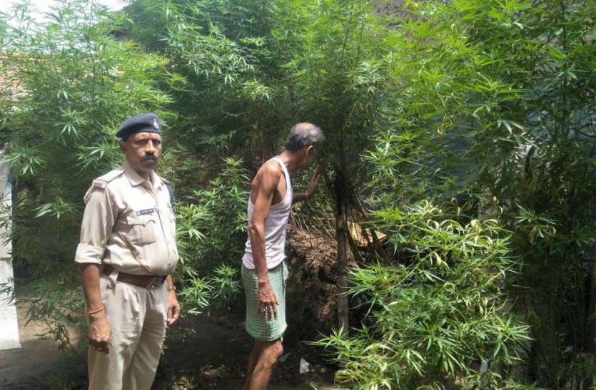 ajmer रंग लाई ग्रीन आर्मी की मुहिम,इंडोर स्टेडियम से पेड़ों को किया रेसक्यू