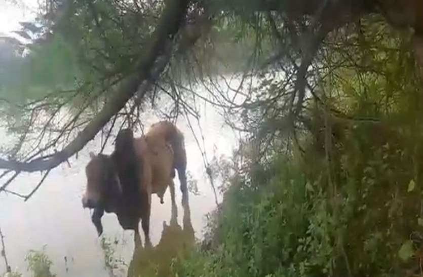 केरल के बाद अयोध्या में दर्दनाक घटना, विस्फोटक पदार्थ खाने से उड़ा सांड का जबड़ा UP: केरल के बाद अयोध्या में दर्दनाक घटना, विस्फोटक पदार्थ खाने से उड़ा सांड का जबड़ा