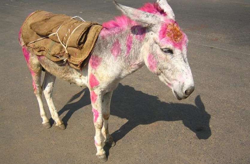 donkey.jpg पांच साल पहले चोरी हुआ गधा, थाने पहुंचा मामला, यूं हुई गधे बादल की पहचान