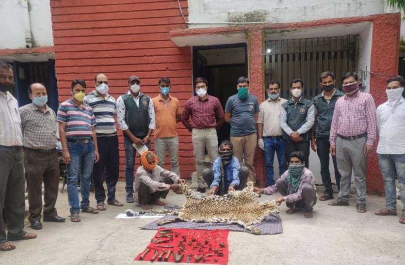 Three accused caught with leopard skin, questioning continues तेंदुए की खाल के साथ तीन आरोपी पकड़ाए, पूछताछ जारी
